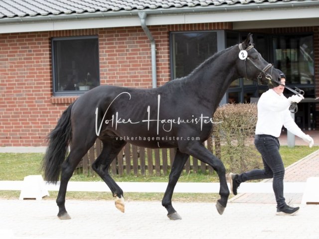 Luhmühlen Freitag 10