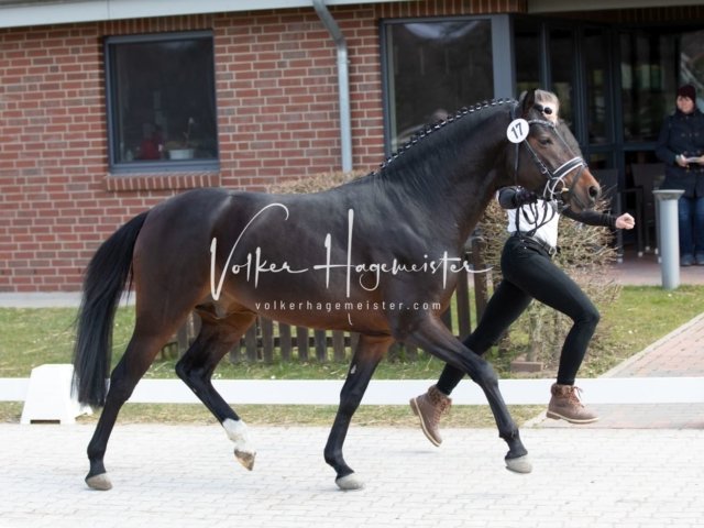 Luhmühlen Samstag 4