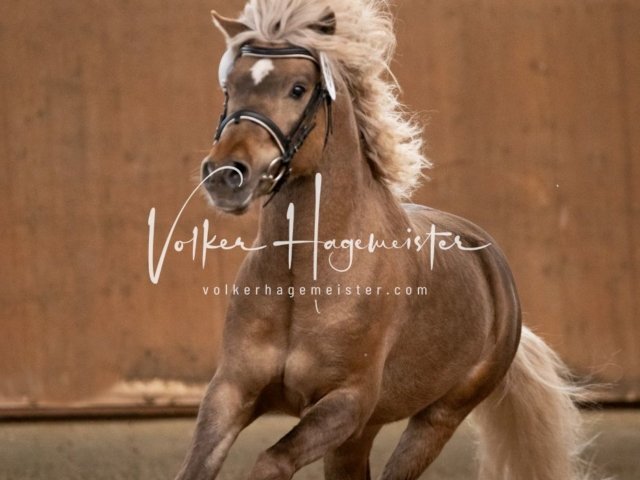 Luhmühlen Samstag 7