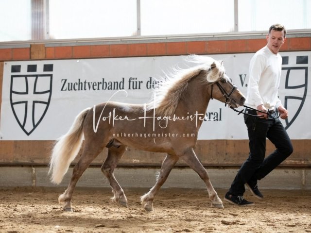 Luhmühlen Samstag 9