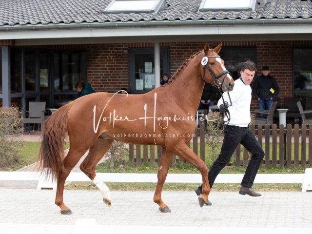 Luhmühlen Freitag 1