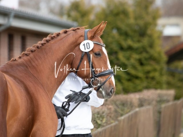 Luhmühlen Freitag 2