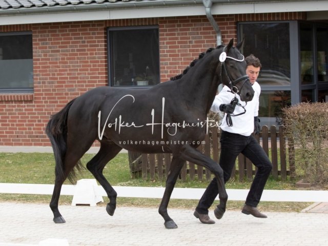 Luhmühlen Freitag 3