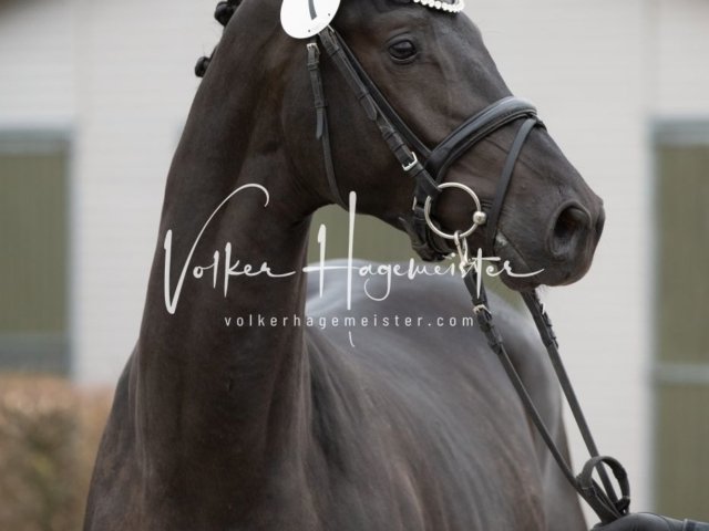 Luhmühlen Freitag 4