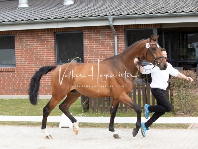 Luhmühlen Freitag 6