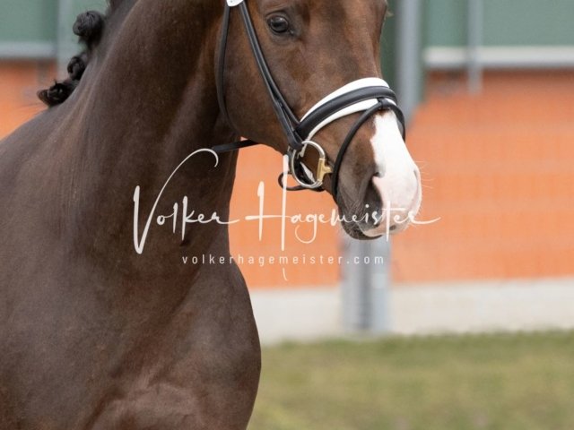 Luhmühlen Freitag 9