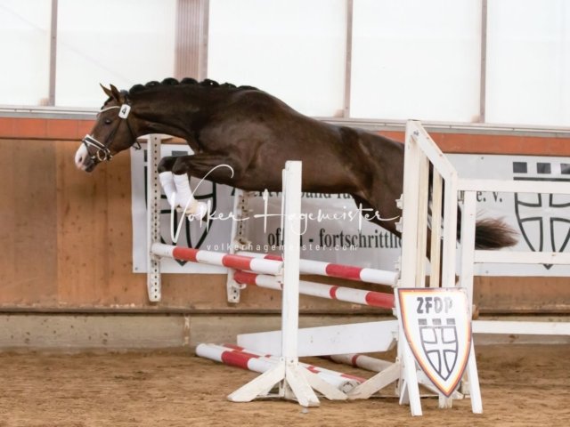 Luhmühlen Freitag 15