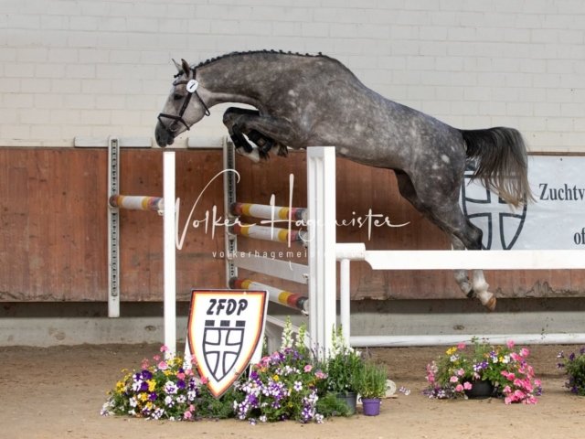 Grevenbroich ZfdP Körung 1