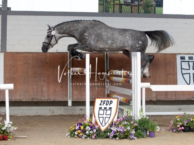 Grevenbroich ZfdP Körung 2