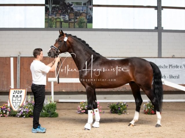 Grevenbroich ZfdP Körung 7