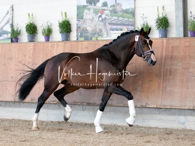 Grevenbroich ZfdP Körung 8