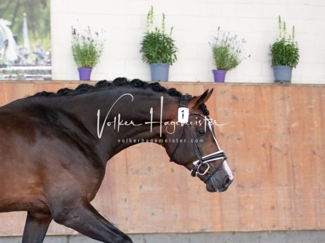 Grevenbroich ZfdP Körung 9