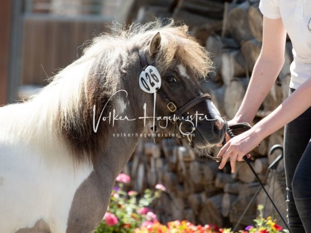 Grevenbroich ZfdP Körung 19