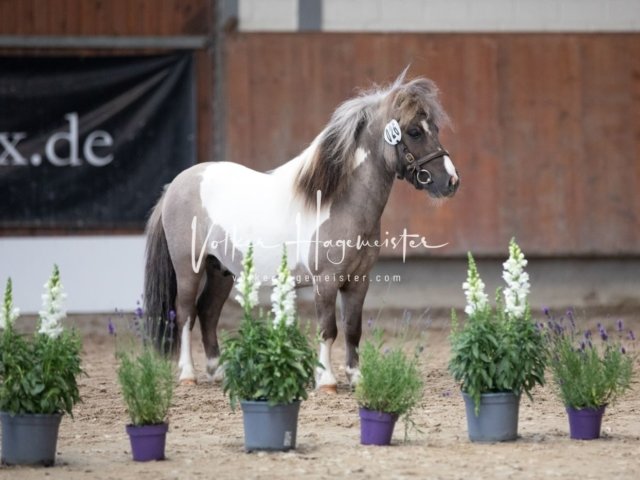 Grevenbroich ZfdP Körung 24