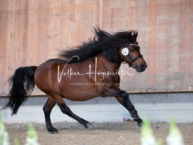 Grevenbroich ZfdP Körung 26