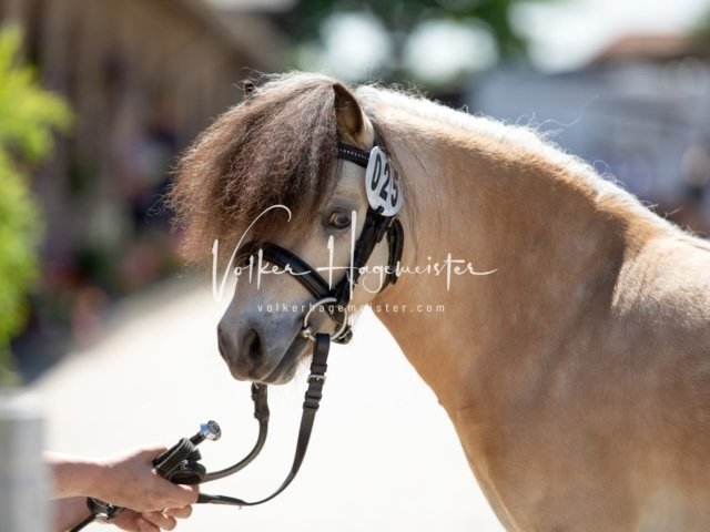 Grevenbroich ZfdP Körung 27