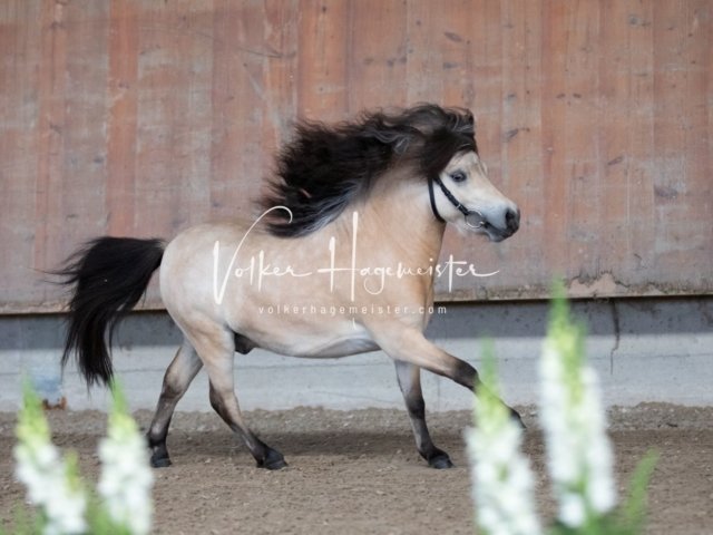 Grevenbroich ZfdP Körung 29