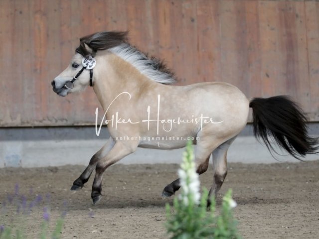 Grevenbroich ZfdP Körung 30