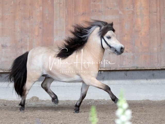 Grevenbroich ZfdP Körung 1