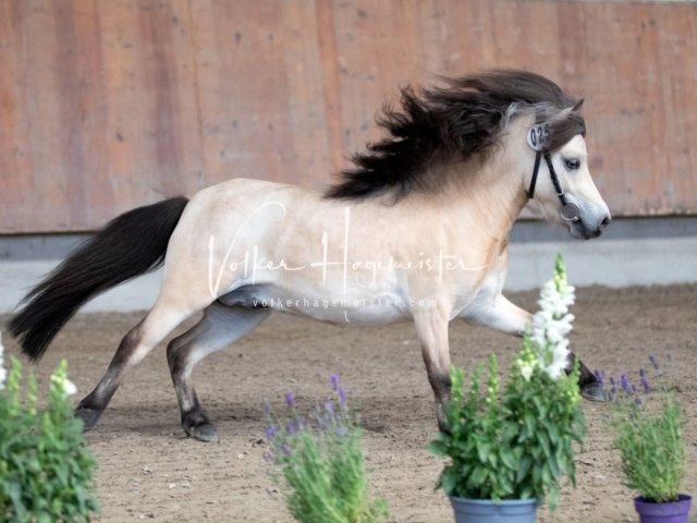 Grevenbroich ZfdP Körung 2