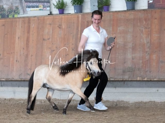 Grevenbroich ZfdP Körung 3