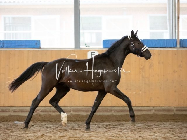 Hohenfelde Schurek 1