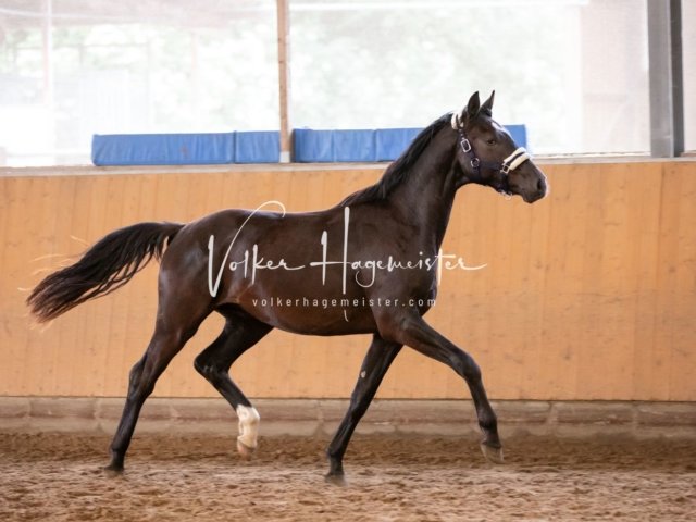 Hohenfelde Schurek 2