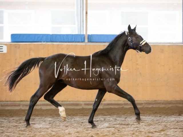 Hohenfelde Schurek 3