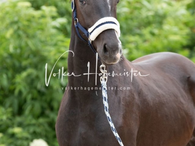 Hohenfelde Schurek 4