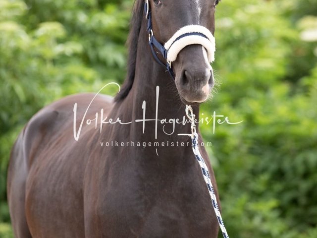 Hohenfelde Schurek 5