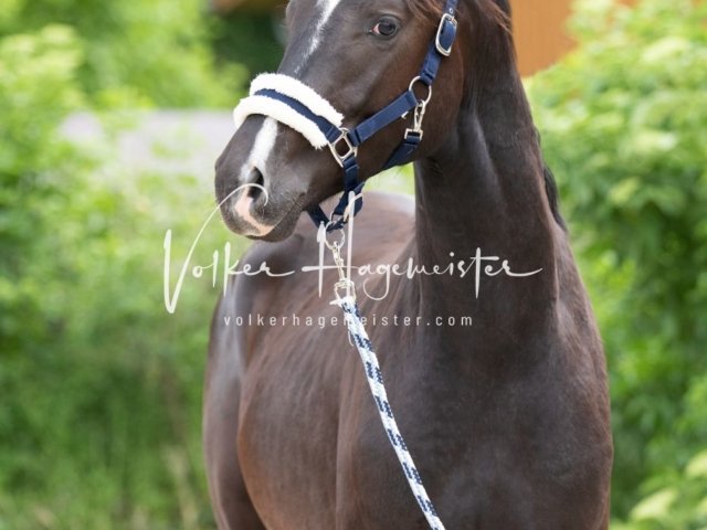 Hohenfelde Schurek 6