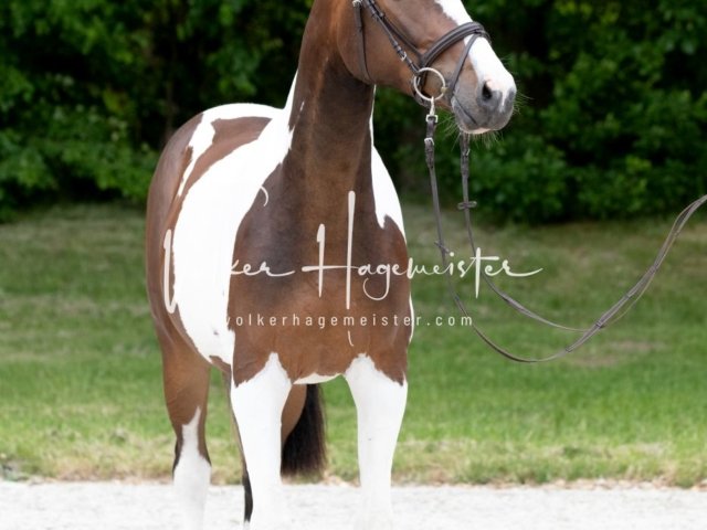 Hohenfelde Schurek 7