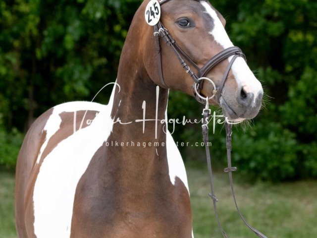 Hohenfelde Schurek 8