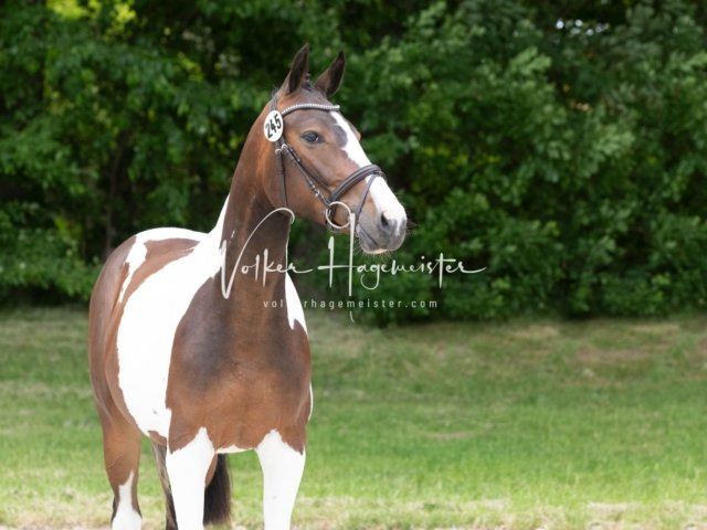 Hohenfelde Schurek 9