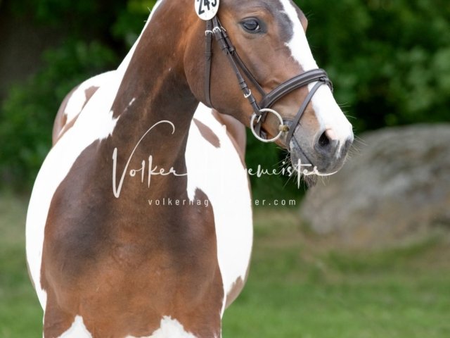 Hohenfelde Schurek 10