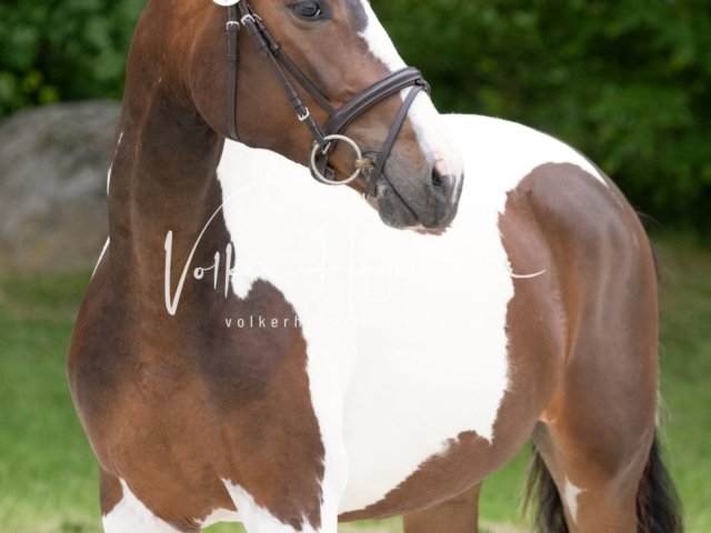 Hohenfelde Schurek 11