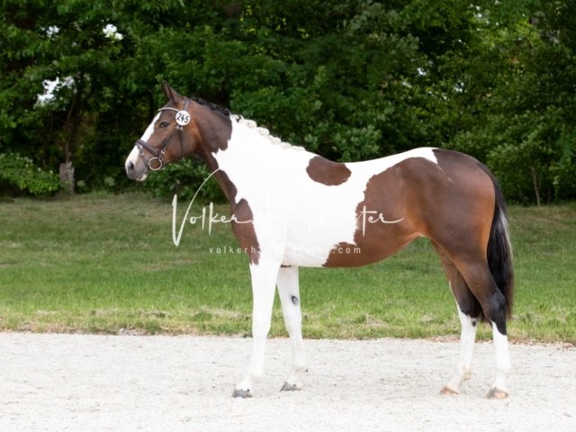 Hohenfelde Schurek 12