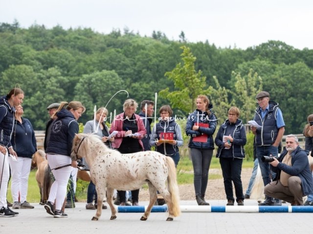 Stuteneintragung Immenhof 10
