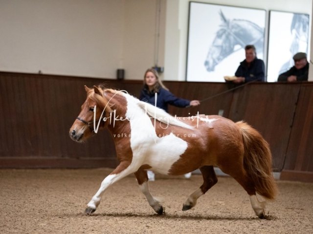 Stuteneintragung Immenhof 14