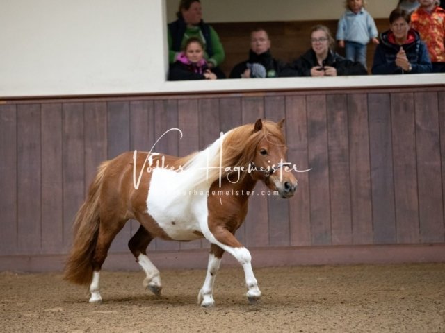 Stuteneintragung Immenhof 15