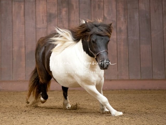 Stuteneintragung Immenhof 17