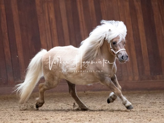 Stuteneintragung Immenhof 22