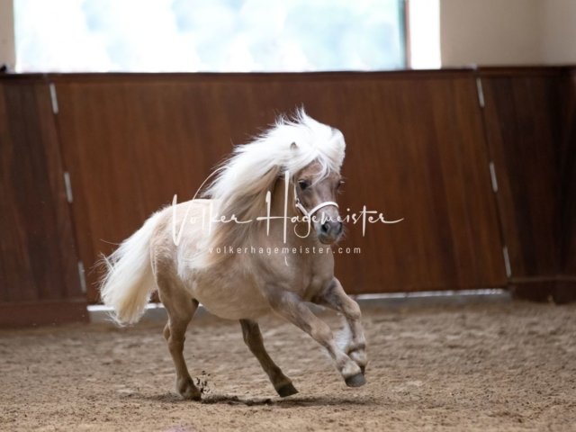 Stuteneintragung Immenhof 23