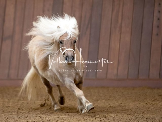 Stuteneintragung Immenhof 24