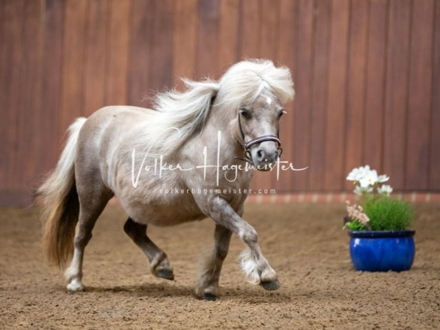 Stuteneintragung Immenhof 26