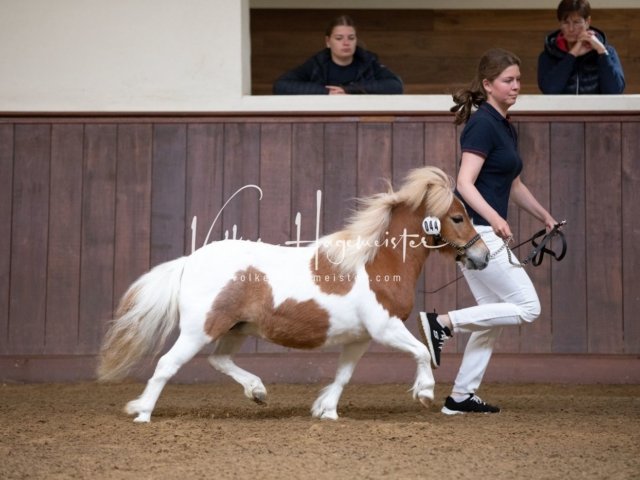 Stuteneintragung Immenhof 28