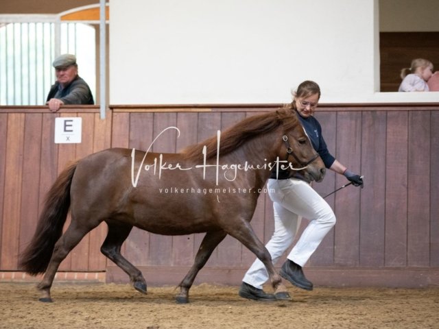 Stuteneintragung Immenhof 1