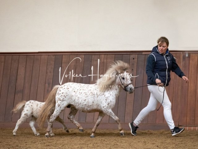 Stuteneintragung Immenhof 2