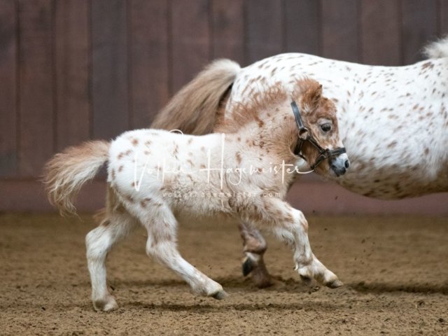 Stuteneintragung Immenhof 3