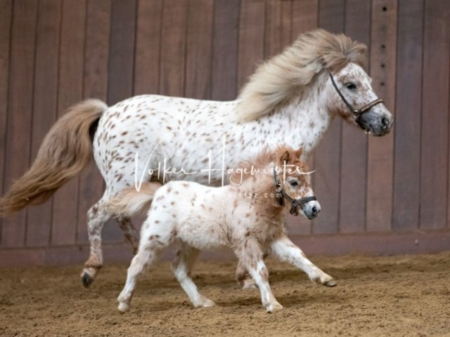 Stuteneintragung Immenhof 4